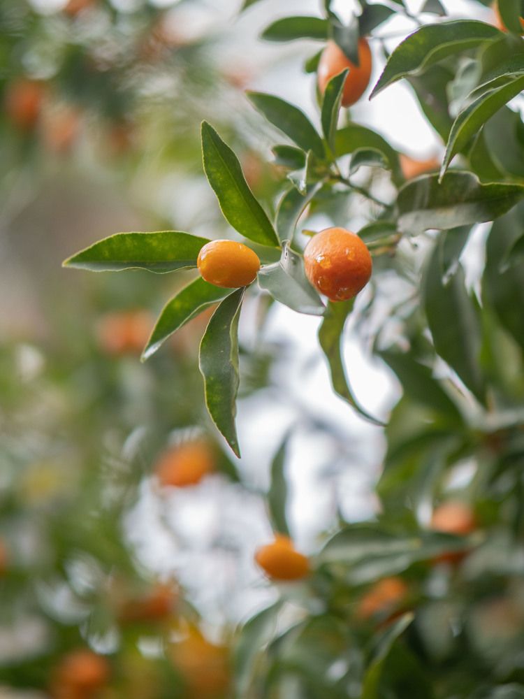 Фотография автора Доляна Горохова