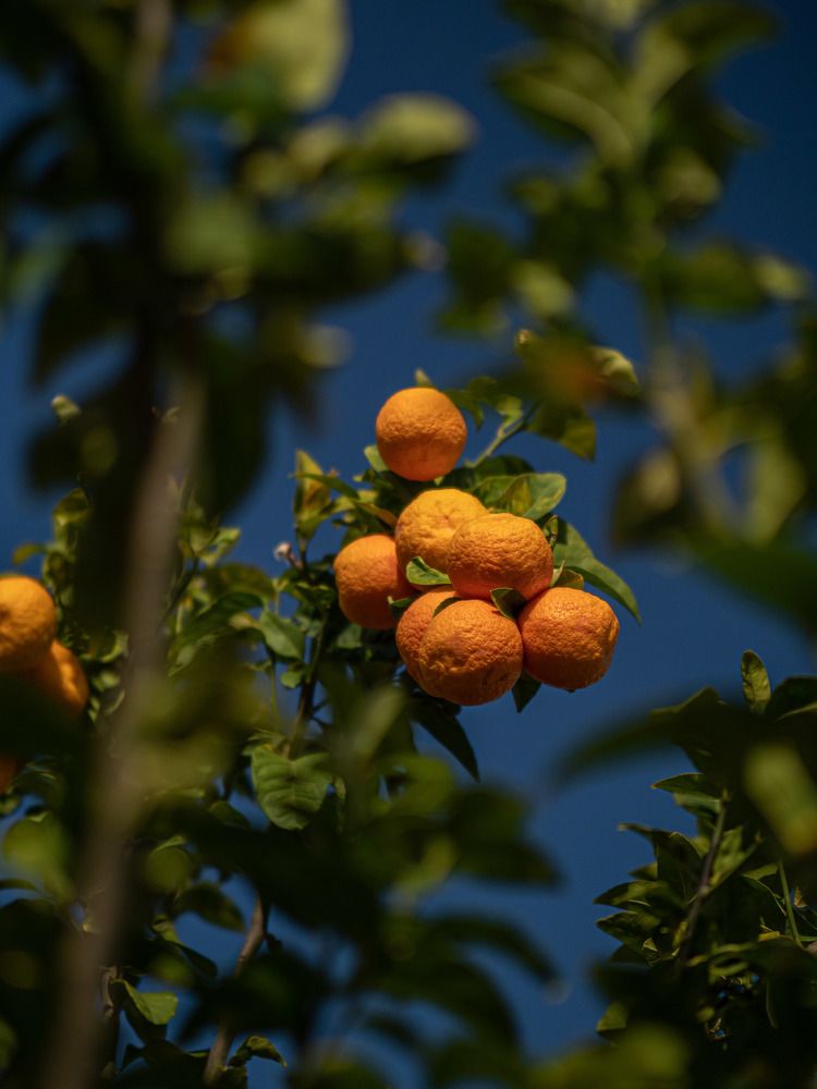 Фотография автора Доляна Горохова