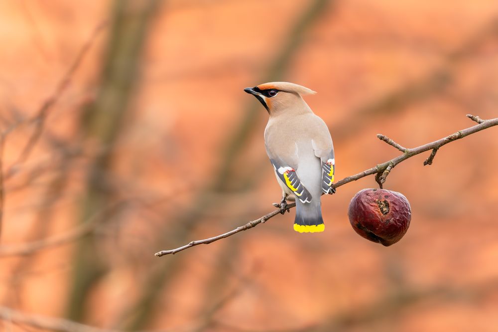Photograph by George Alexandru Ghiuro
