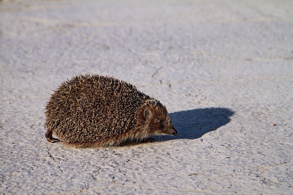 Фотография автора Александр Челмодеев