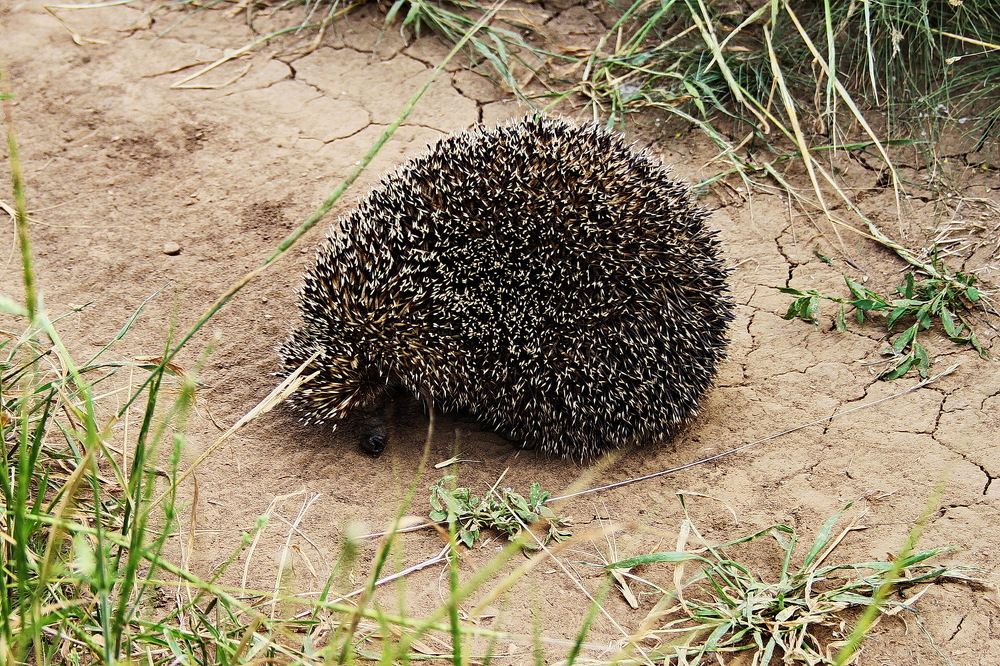 Фотография автора Александр Челмодеев