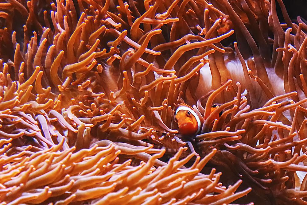 Фотография автора Александр