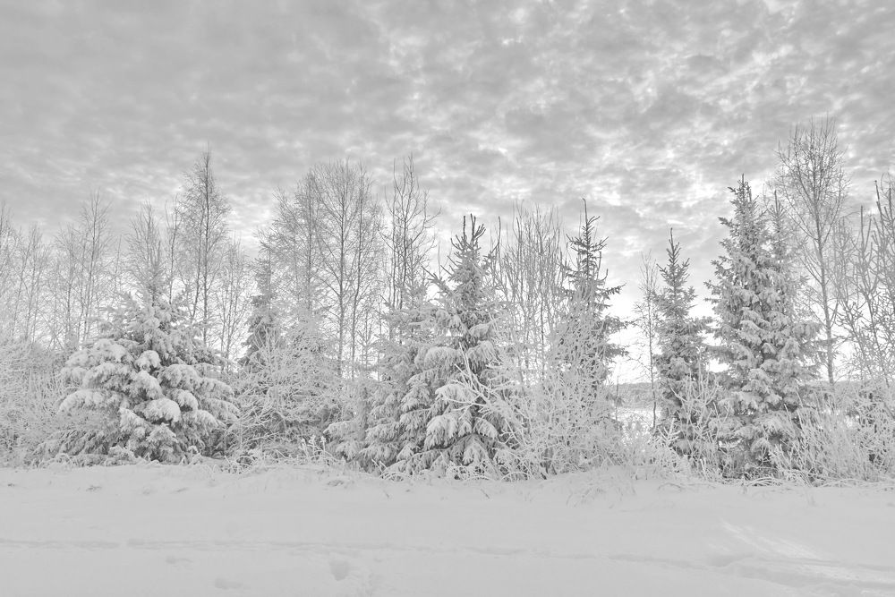 Декабрьское утро.