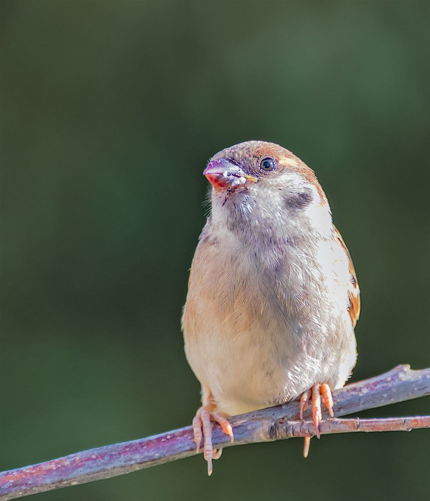 Photograph by Пушкин Сергей