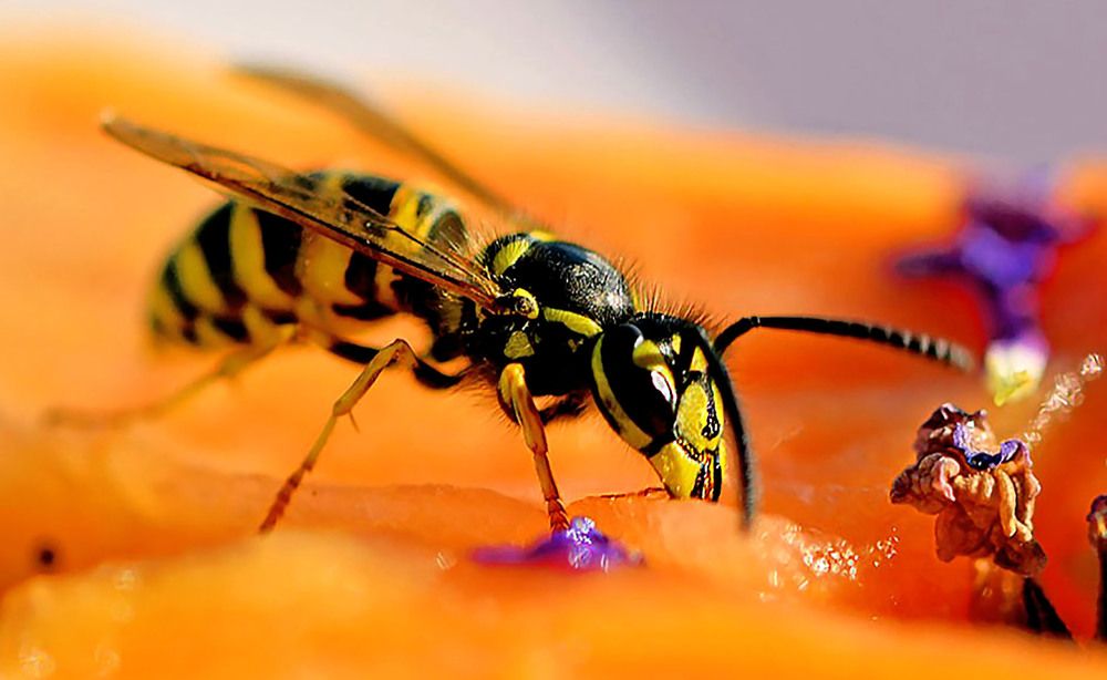 Photograph by Marjo Steffen