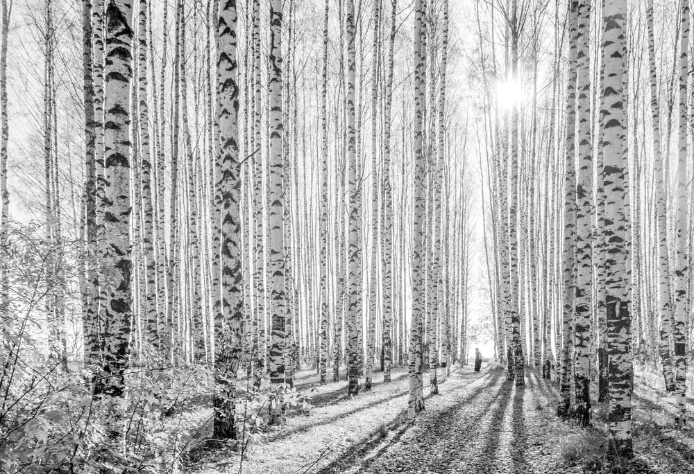 светлая березовая роща