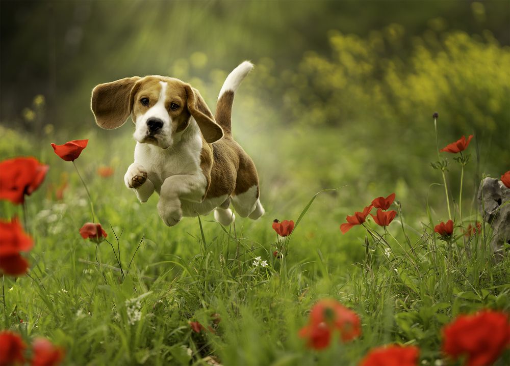 Photograph by Ira Bushanska