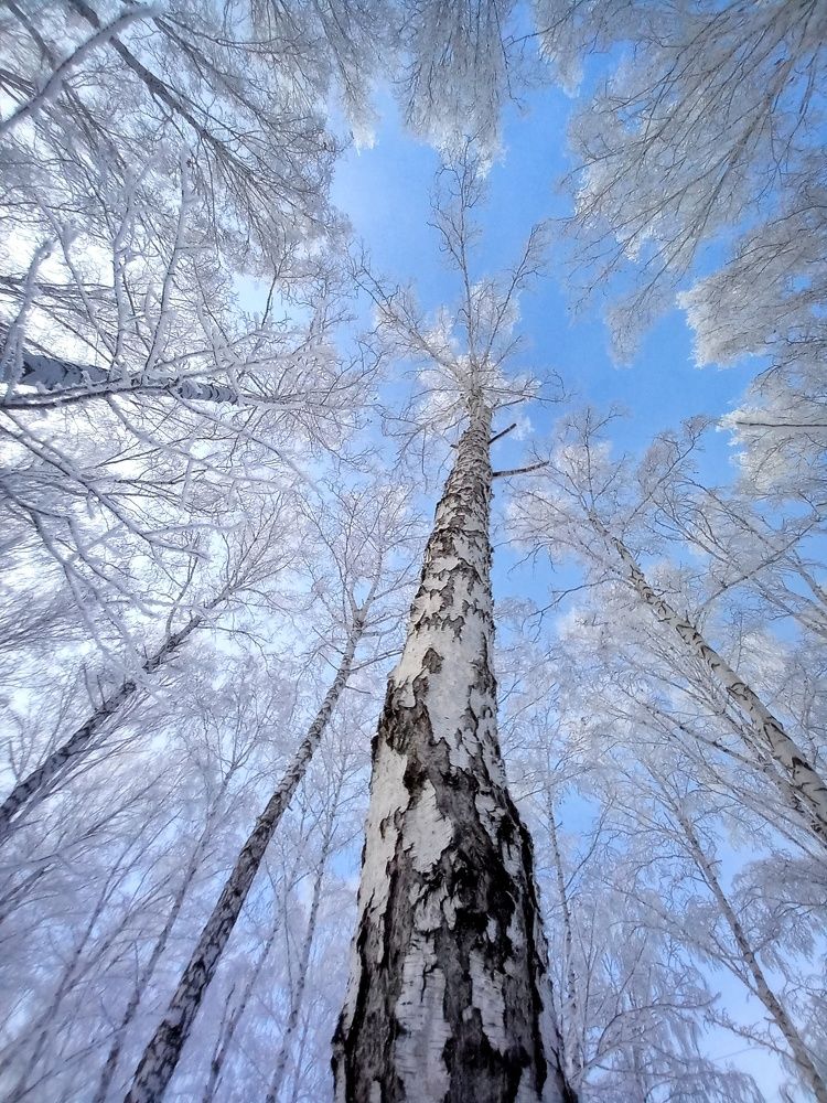 Сибирские берёзы