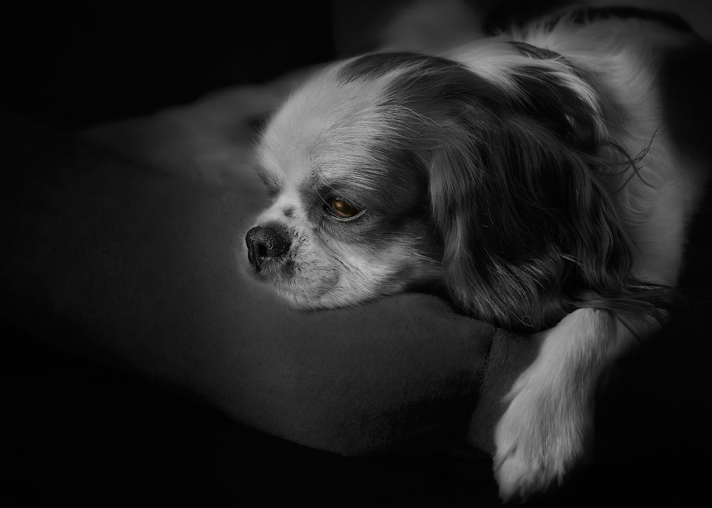 Photograph by Kaisyakuji Yushi