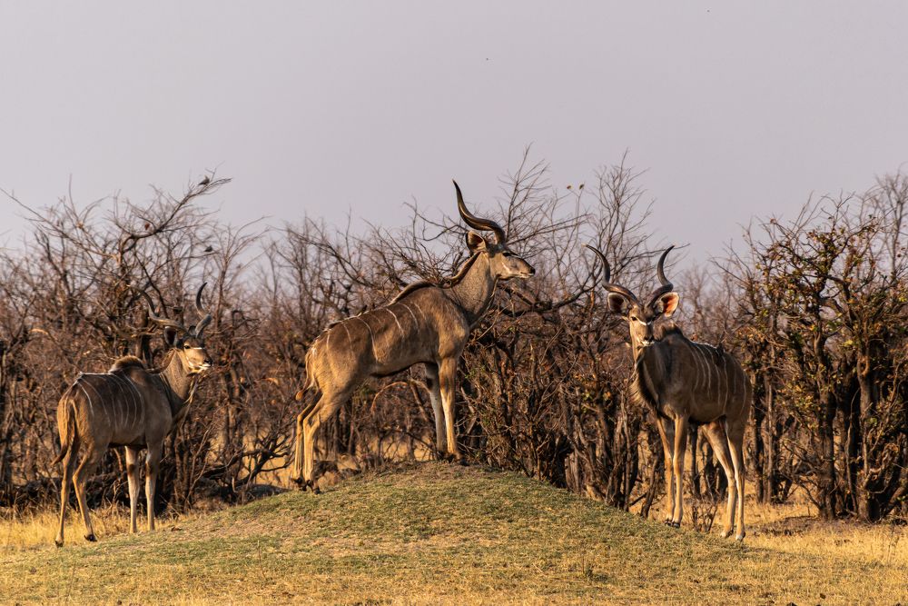Three Kudus watching