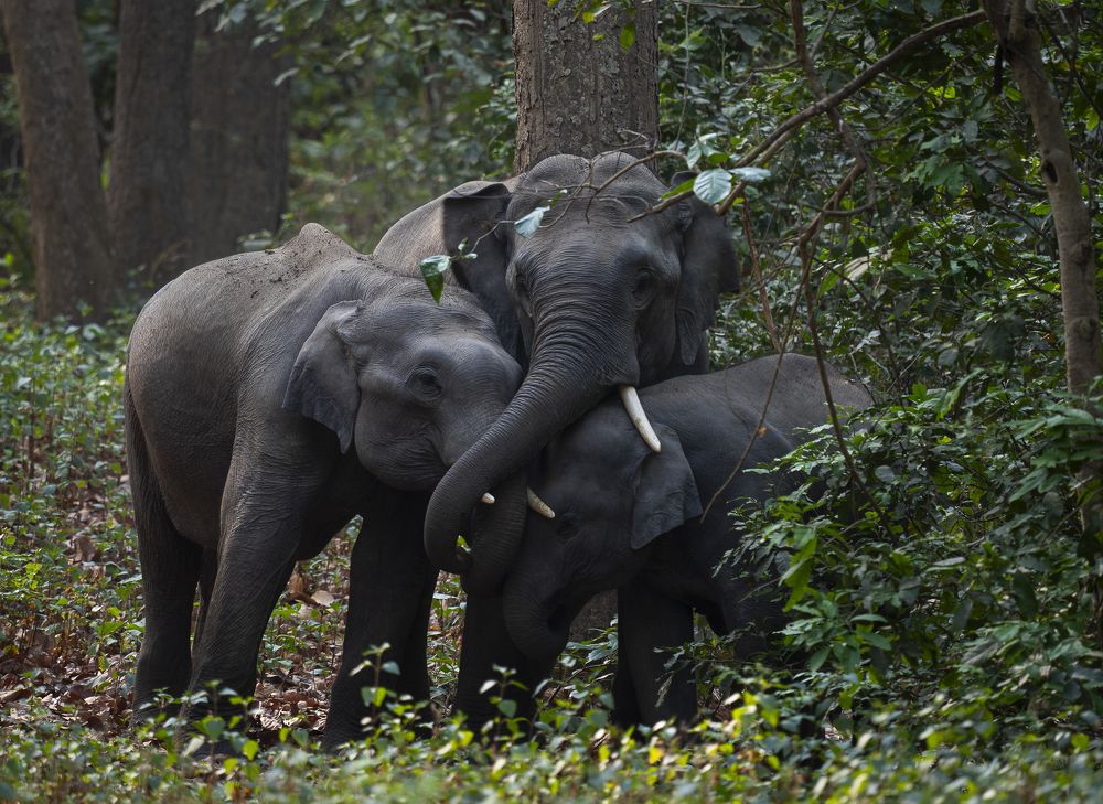 The Band Of Brothers