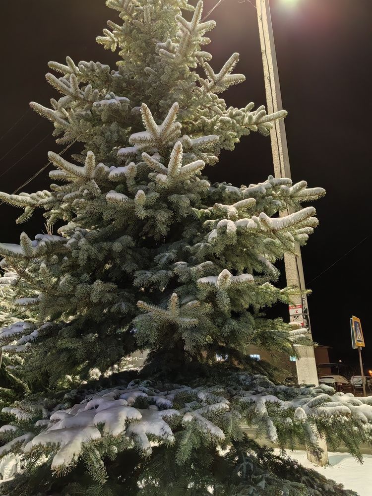 Photo #11499397