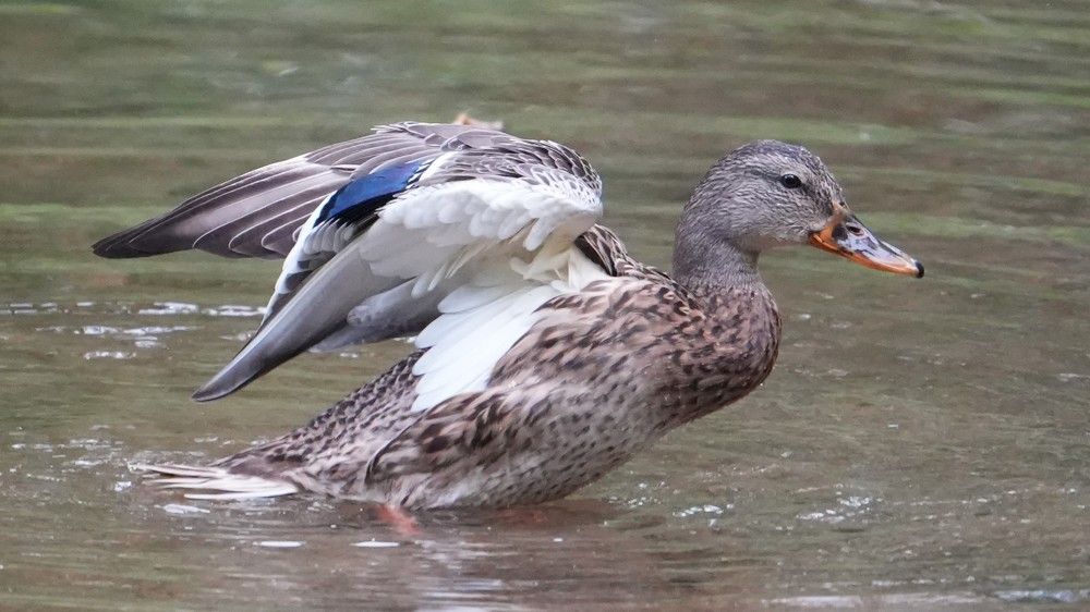 Photograph by Михаил Трусов