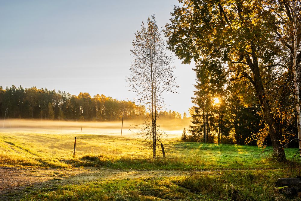 Солнечный туман