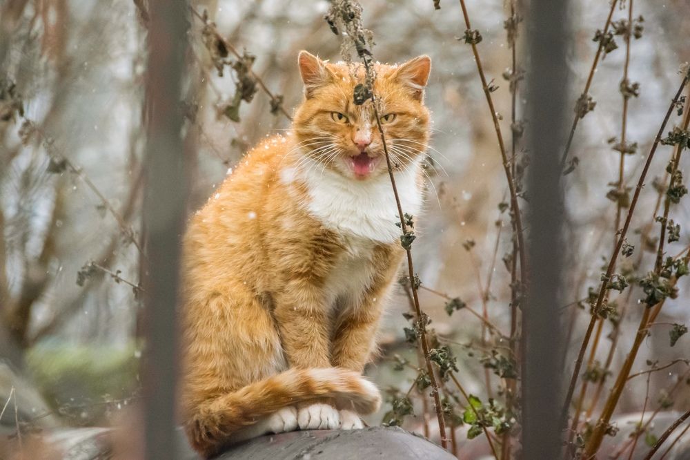 Photograph by Дария Ризниченко