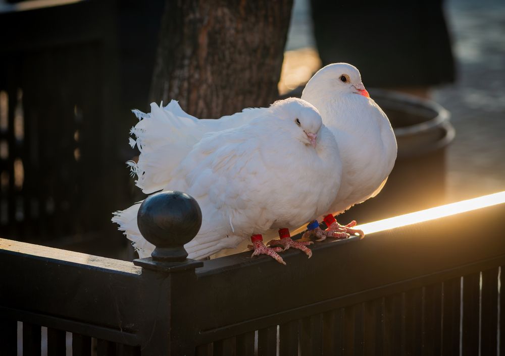 Фотография автора Иван Сыч