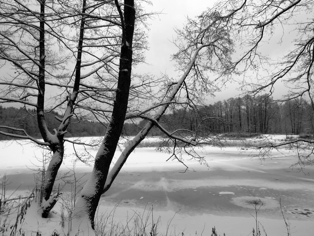 На берегу замёрзшего озера