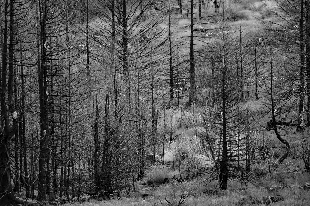 Фотография автора YANN JACOB