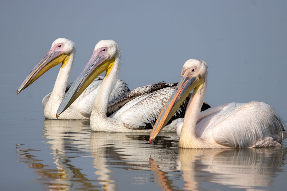 Photograph by Sugha Bapodara