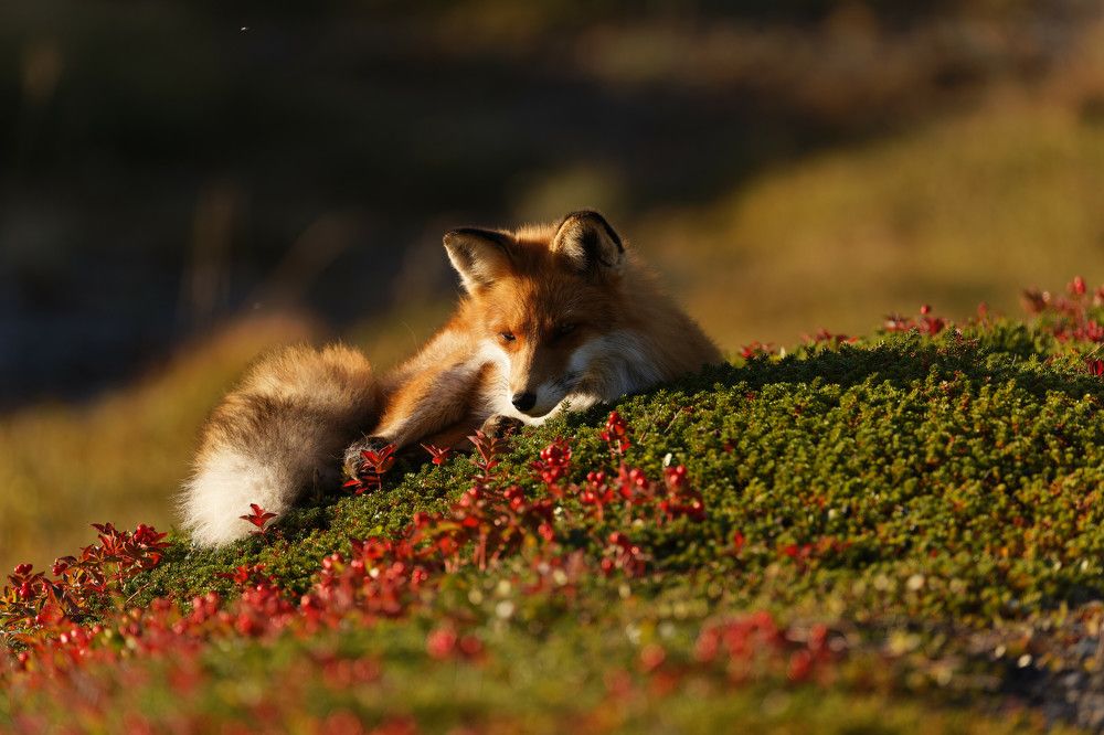 Фотография автора Boris Konovalov