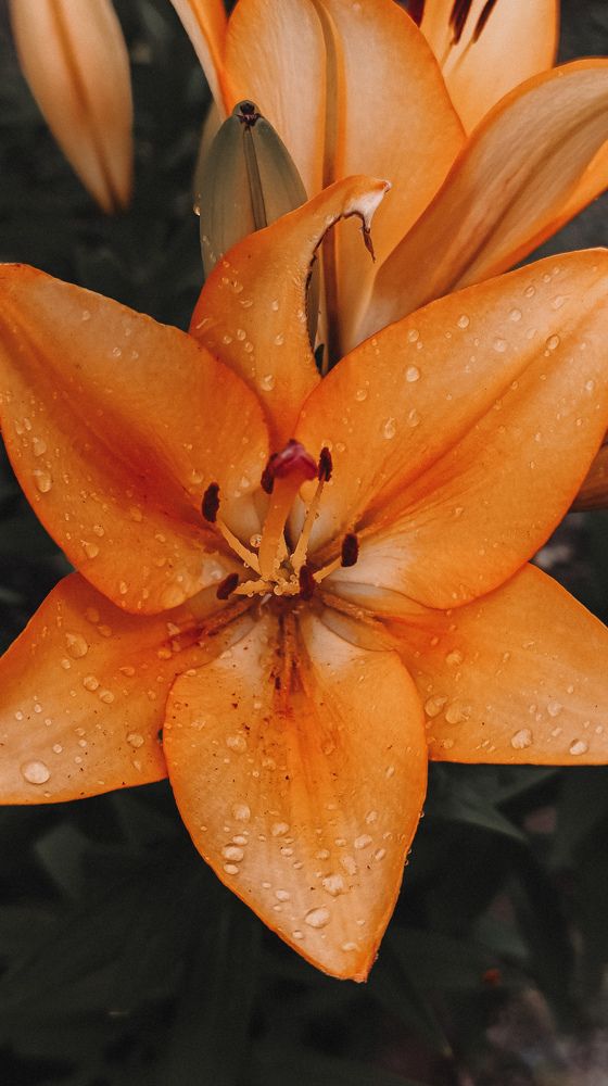 Фотография автора Юлия Якубова