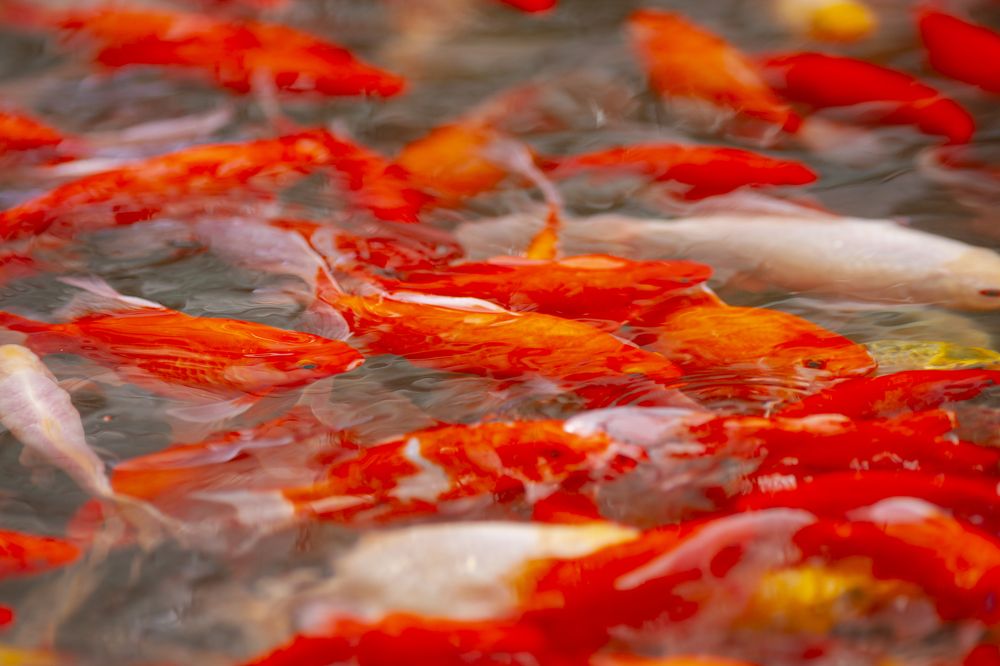 Фотография автора Дмитрий Старостин