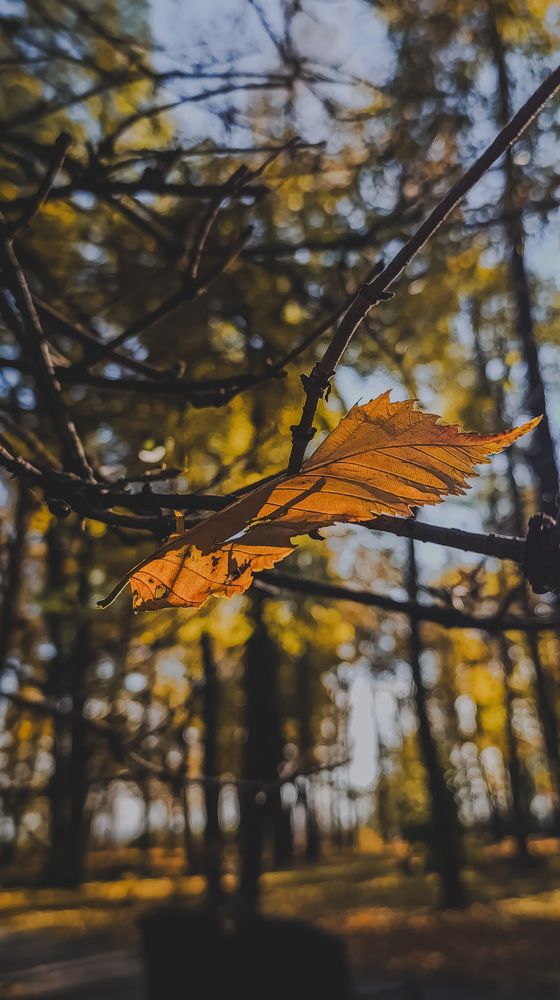 Фотография автора Юлия Якубова