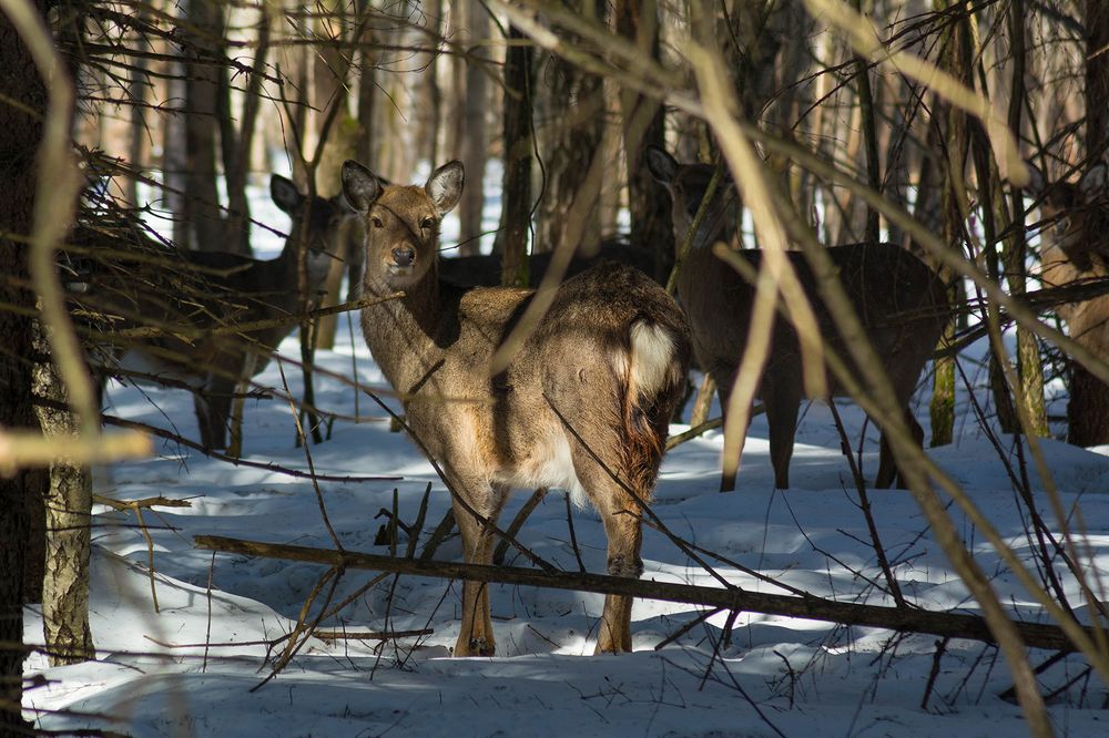 Photograph by Семина Ольга