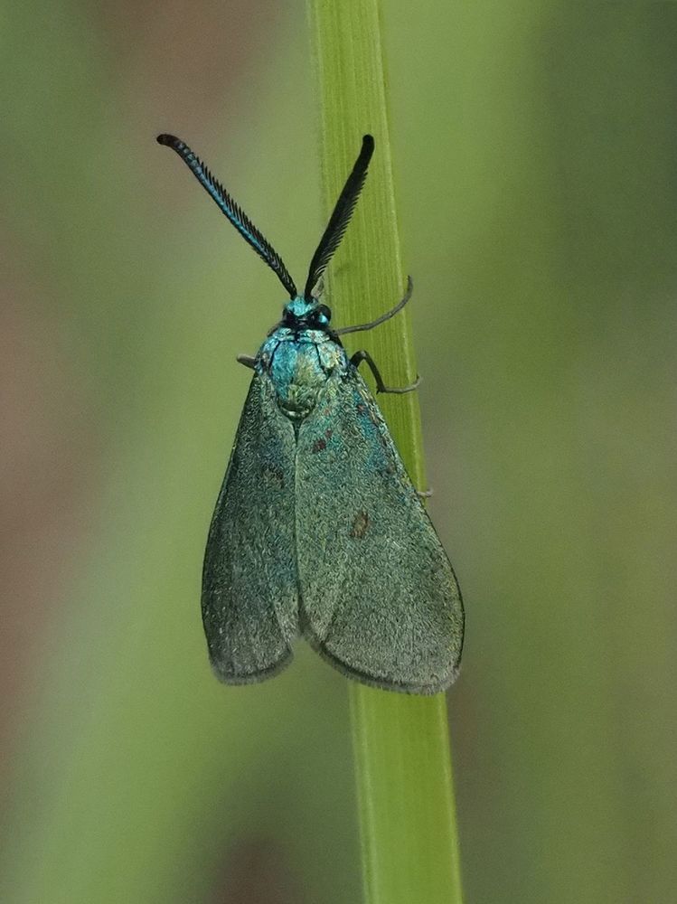 пестрянка щавелевая
