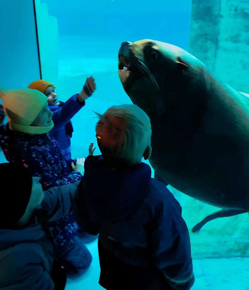 Морской лев и дети