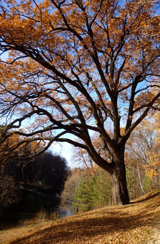 Костромичева Мария, Russia