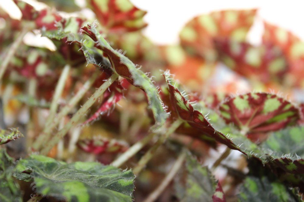 Photograph by Надежда