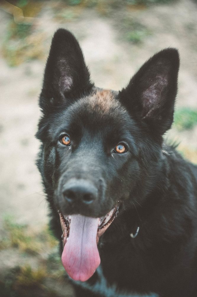 Лик преданности