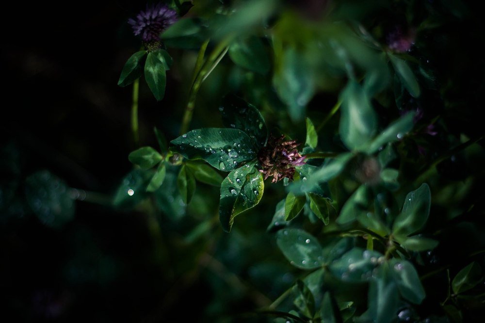 Утренняя роса