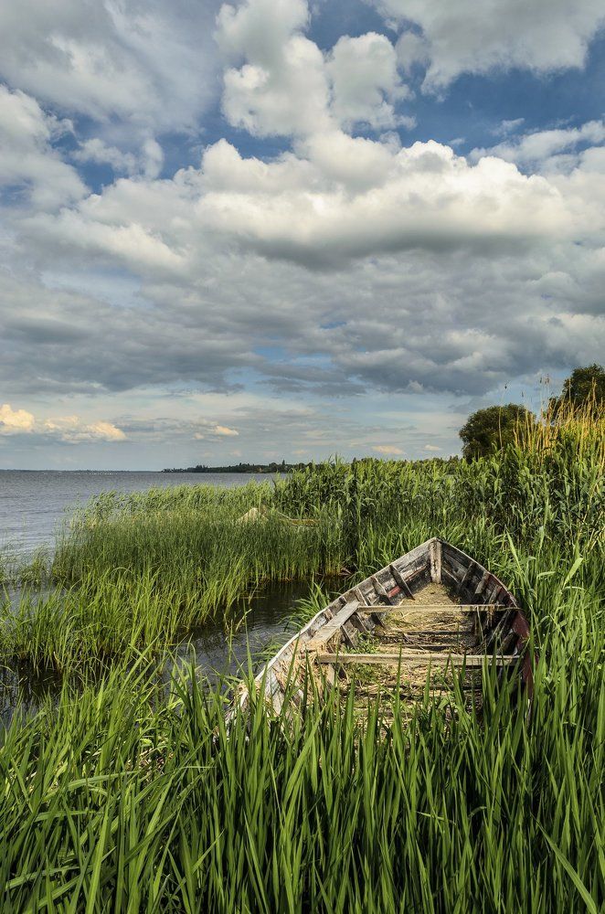 Молодой камыш.