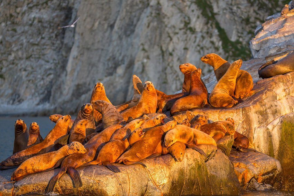 Морские львы