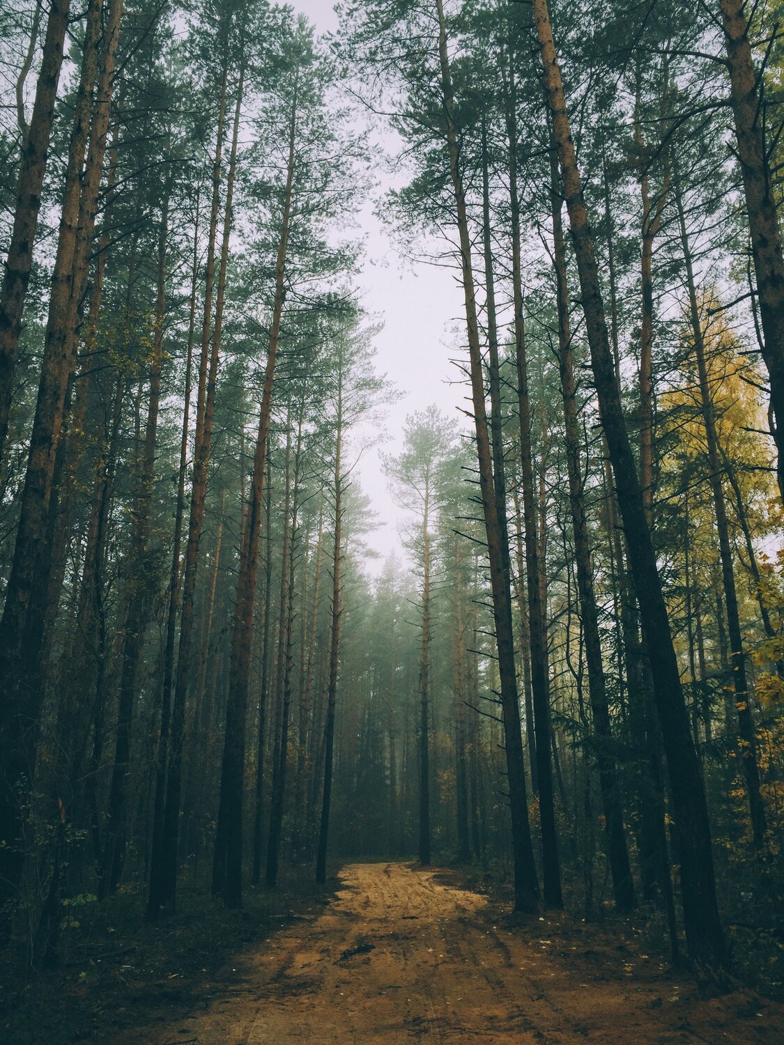 Лесная дорога