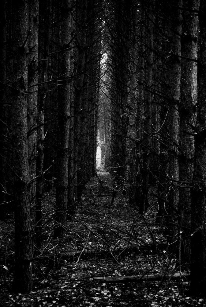 Dark forest