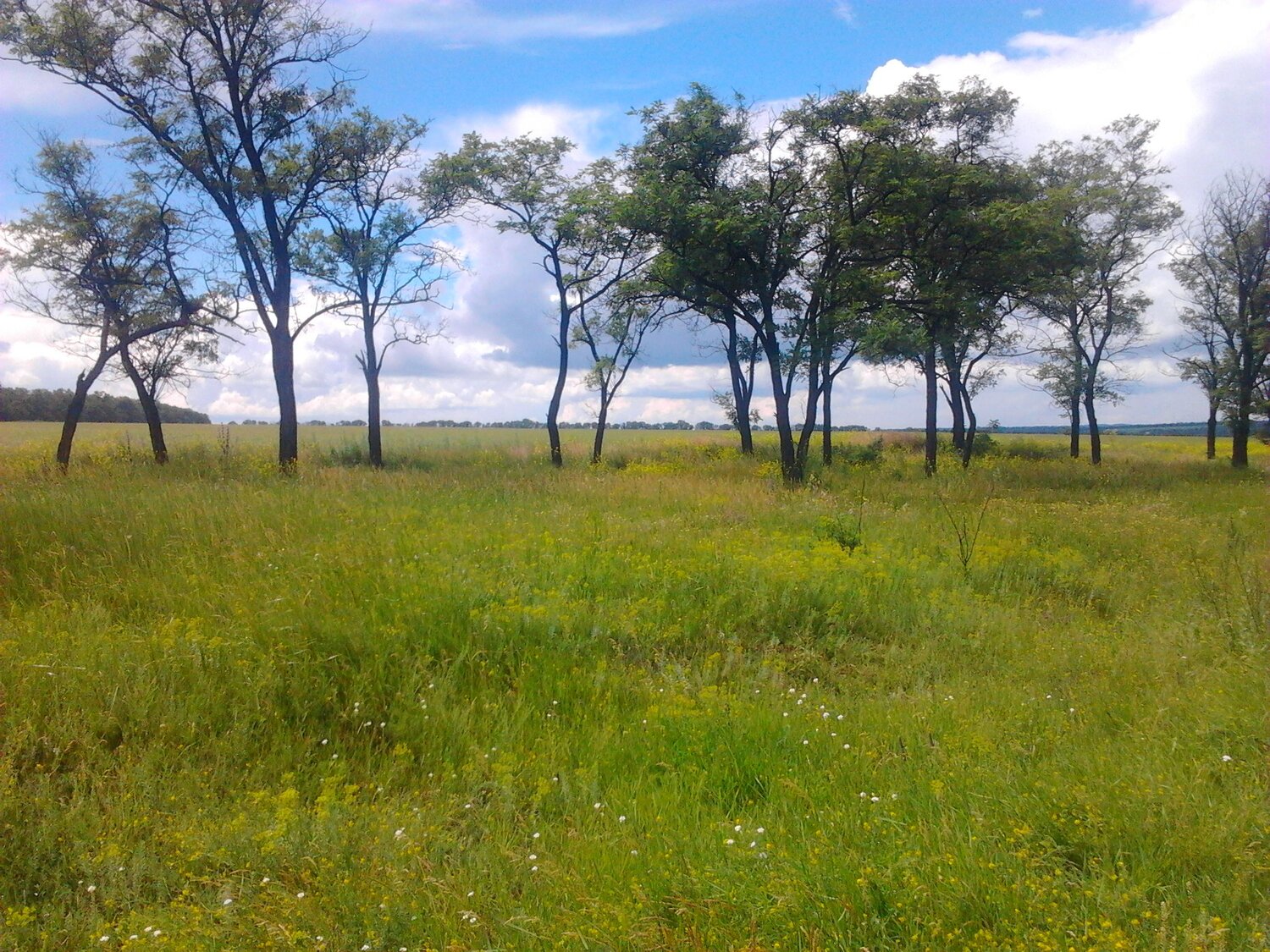 Sunny Savannah in Ukraine