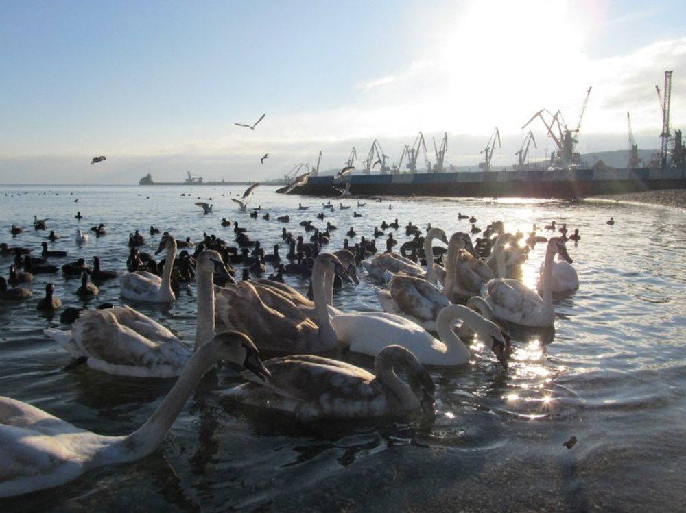 лебеди и железные птицы