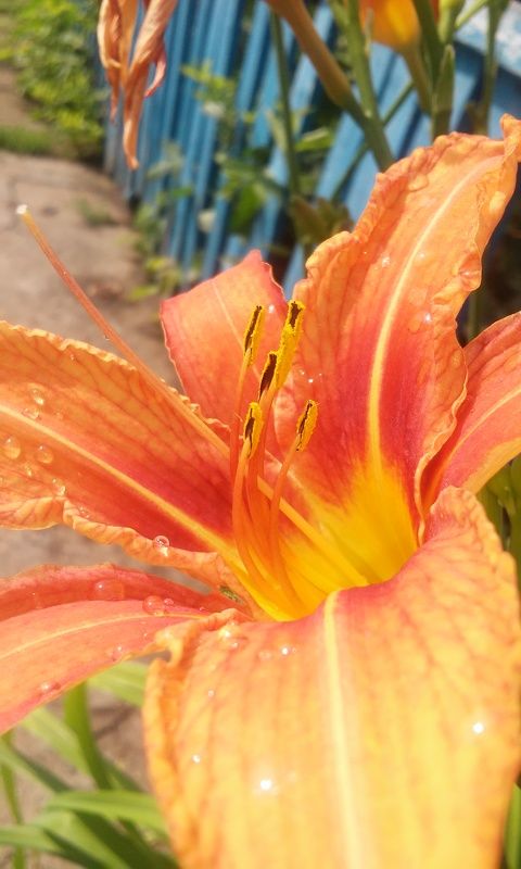 Разиля, Russia