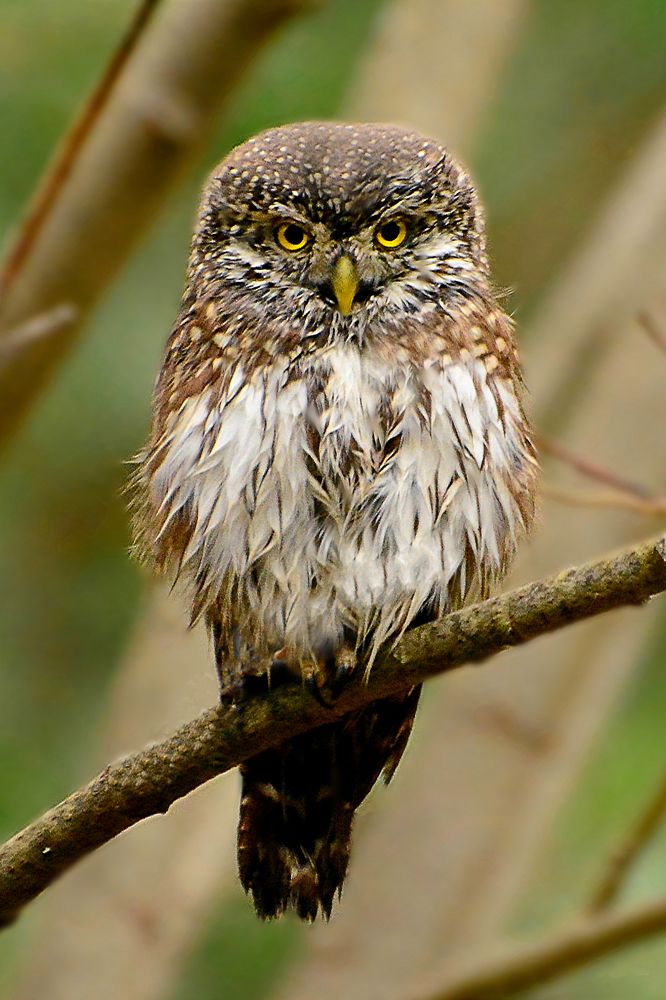 Опусти объектив,и я дам тебе уйти !