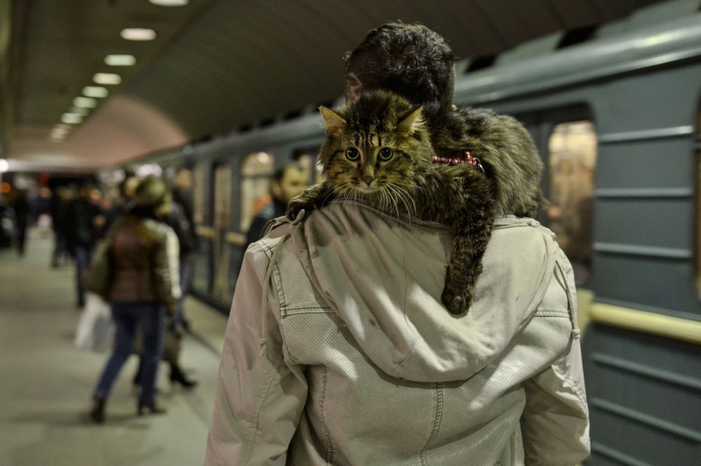 Люди и Животни