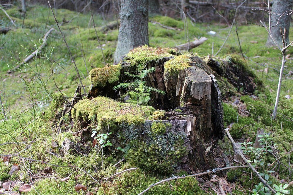 Новая жизнь