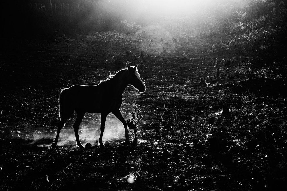 Horse, Sun and Dust