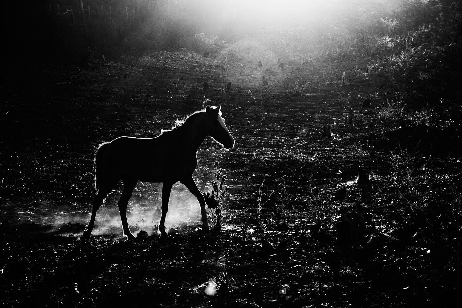 Horse, Sun and Dust