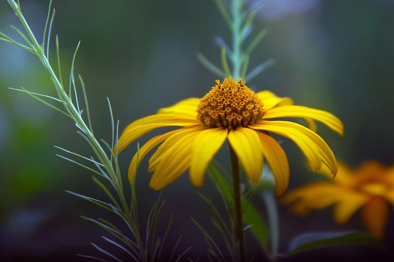 Анна Кашкина, Ukraine