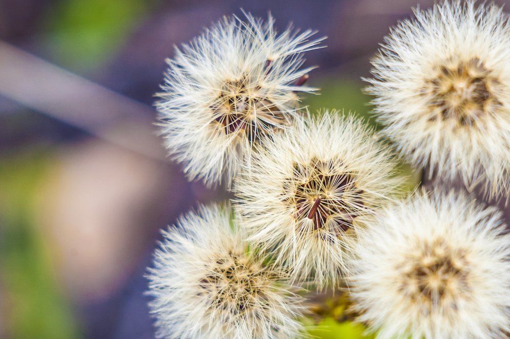 Осенние пушистики