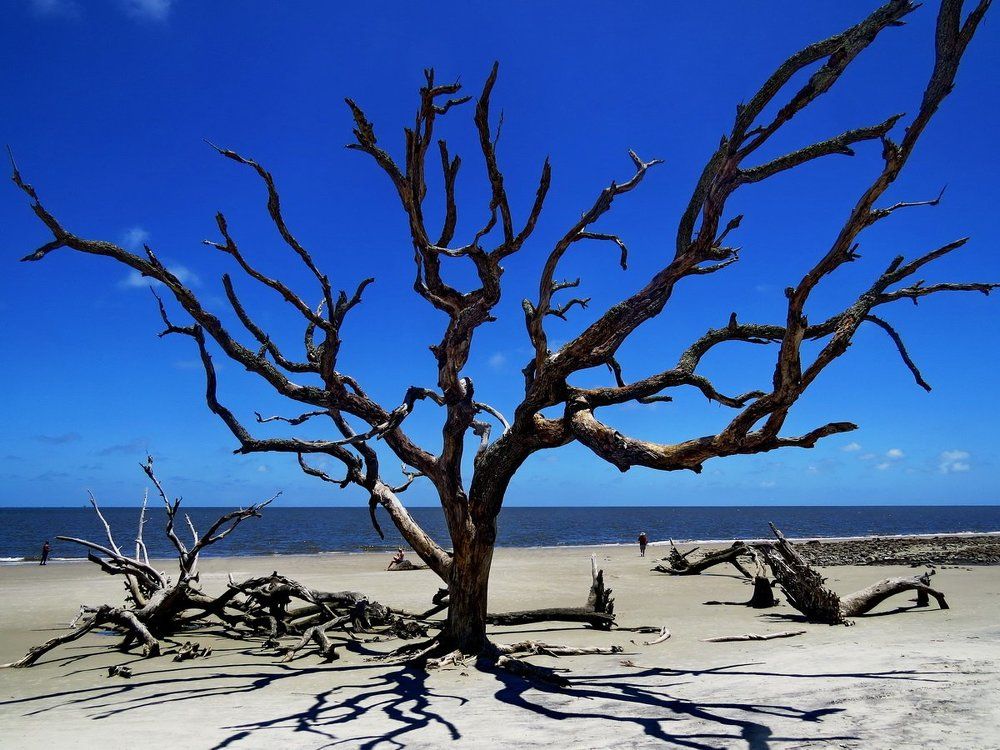 Засохшие стволы деревьев на пляже Driftwood Beach, отлив...