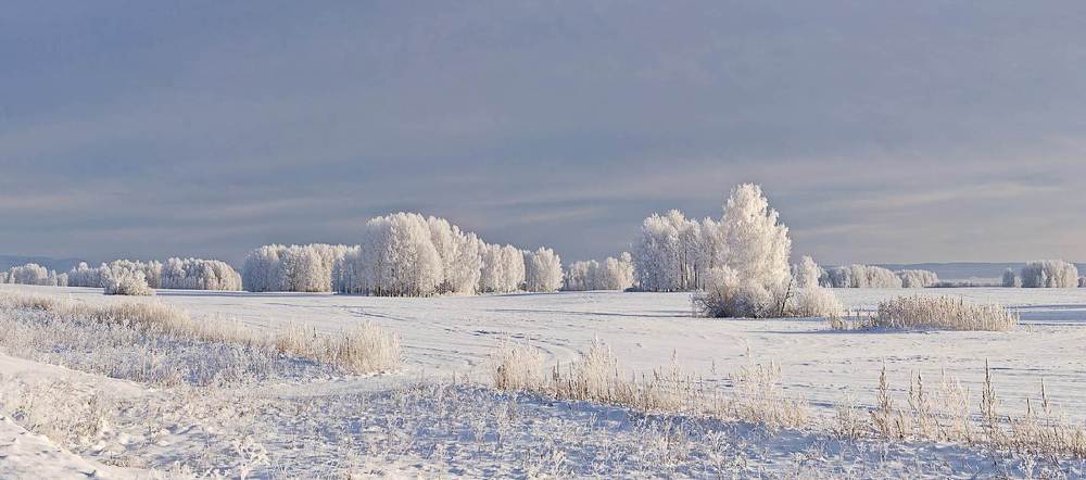 берёзовая зима